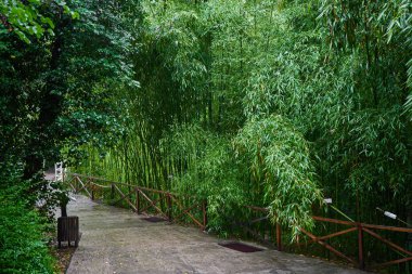 Tiflis botanik bahçesinde yağmurlu bir gün. Tiflis, Gürcistan