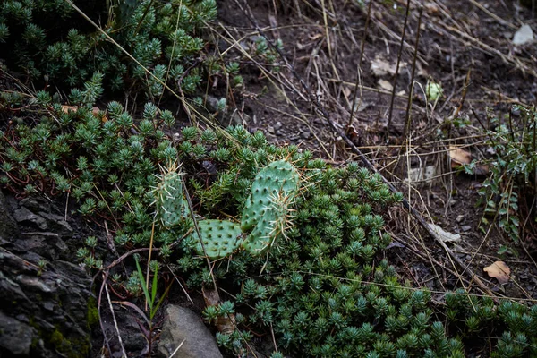 Decorative green street cacti. Street cacti with drops after the rain. Botanical garden in Tbilisi, Georgia