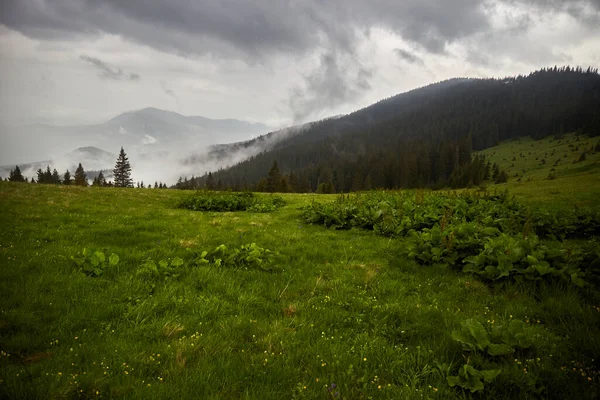 多山的山谷 多雨的日子 多雾的山岗 喀尔巴阡山脉的夏天乌克兰 — 图库照片