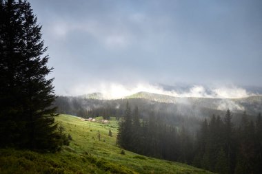 Yağmurlu bir günde dağ vadisi. Sisli dağ tepeleri. Karpat Dağları 'nda yaz. Ukrayna