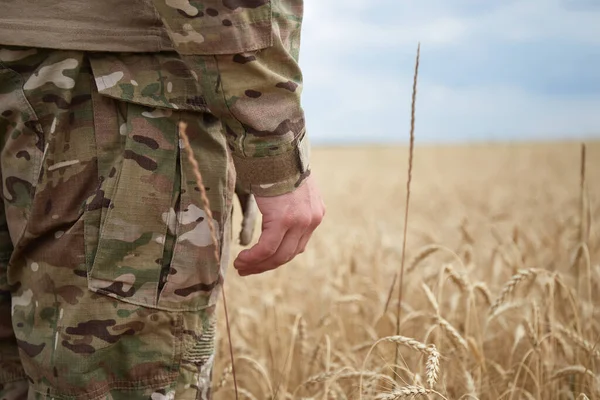 Buğday tarlasında Ukraynalı bir asker. Ukrayna buğday tarlaları ve yaklaşan gıda krizi. Ukrayna Silahlı Kuvvetleri
