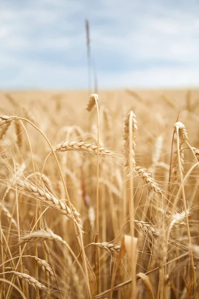 Ukrainian wheat fields and war upcoming food crisis