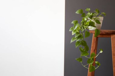 epipremnum in home interior. Interior decoration with homeplants. Background. copy space
