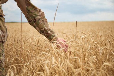 Buğday tarlasında Ukraynalı bir asker. Ukrayna buğday tarlaları ve yaklaşan gıda krizi. Ukrayna Silahlı Kuvvetleri