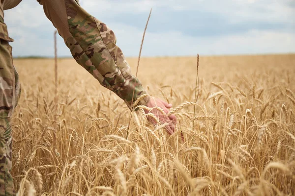 Buğday tarlasında Ukraynalı bir asker. Ukrayna buğday tarlaları ve yaklaşan gıda krizi. Ukrayna Silahlı Kuvvetleri