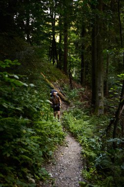 Male tourist with backpack walking by Forest trail in Carpathian Mountains, Ukraine. Walking and hiking trails in Marmaros ridge. Rural area of carpathian mountains in autumn