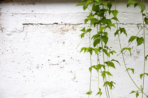young plants hang down a concrete wall outdoors. Fencing and landscaping.