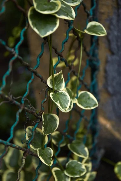Νεαρά Φυτά Σκαρφαλώνουν Περίφραξη Στην Ύπαιθρο Ξιφασκία Και Διαμόρφωση Κήπων — Φωτογραφία Αρχείου