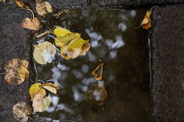 yellow leaves in puddle on ground. Realistic autumn background