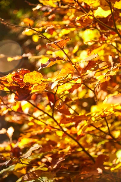 Warmly Sunlight Gold Leaves Forest Carpathian Mountains Ukraine Walking Hiking — Foto de Stock