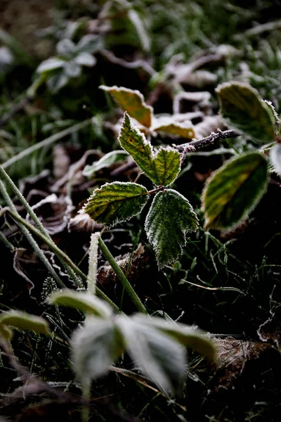 Iced Green Leaves Frosty Morning Carpathian Mountains Ukraine Walking Hiking — Stockfoto