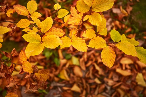 Yellow Leaves Autumn Forest Carpathian Mountains Ukraine Walking Hiking Trails — Fotografia de Stock