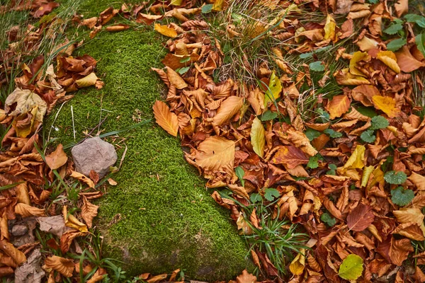 Moss Autumn Leaves Forest Carpathian Mountains Ukraine Walking Hiking Trails — 图库照片