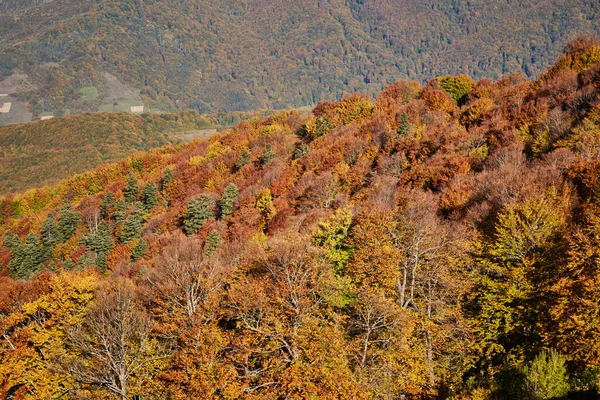 Autumn mountain range. Carpathian Mountains, Ukraine. Walking and hiking trails in Borzhava ridge. Rural area of carpathian mountains in autumn