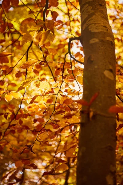 Warmly Sunlight Gold Leaves Forest Carpathian Mountains Ukraine Walking Hiking — Stock Fotó