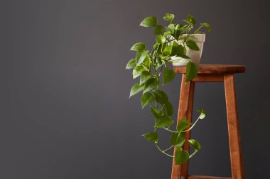 epipremnum in home interior. Interior decoration with homeplants. Background. copy space