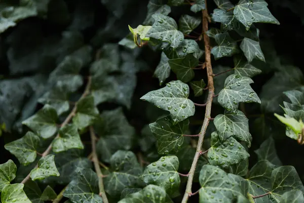 Groene Klimop Bladeren Regen Tropische Bladeren Achtergrond Groene Plantenstructuur — Stockfoto