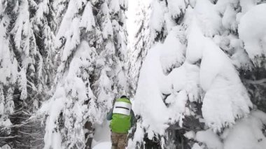 Close up tree branch covered by snow with winter forest blurred background. The trail in forest with frost and snow on firs brunches