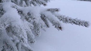 Close up pine branch covered by snow with winter forest blurred background. The trail in forest with frost and snow on firs brunches