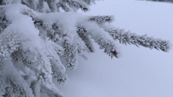 Close Pine Branch Covered Snow Winter Forest Blurred Background Trail — Wideo stockowe