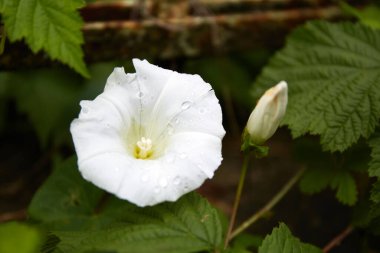 Rain drops on convolvulus arvensis white flower. Botanical background