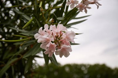 Light Pink Nerium oleander flowers with water drops. Botanical garden in Tbilisi, Georgia