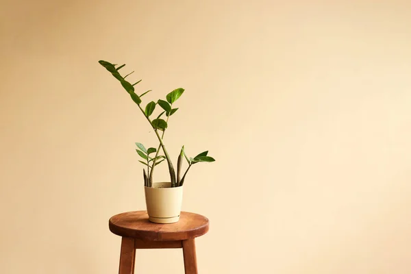 Fondo Con Zamioculcas Interior Del Hogar Decoración Interior Con Plantas — Foto de Stock