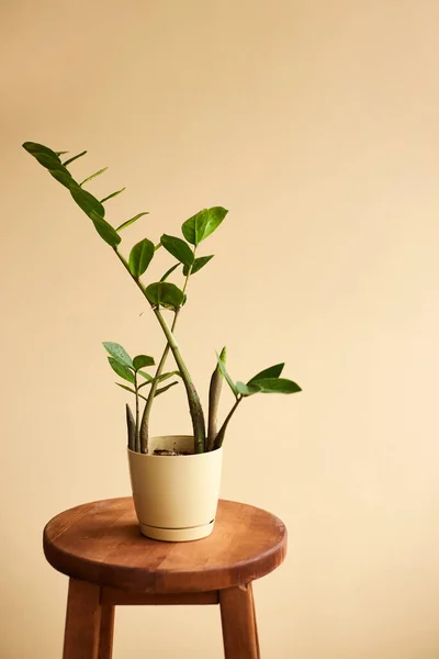 Achtergrond Met Zamioculcas Het Interieur Binnenhuisdecoratie Met Huisplanten Achtergrond Kopieerruimte — Stockfoto