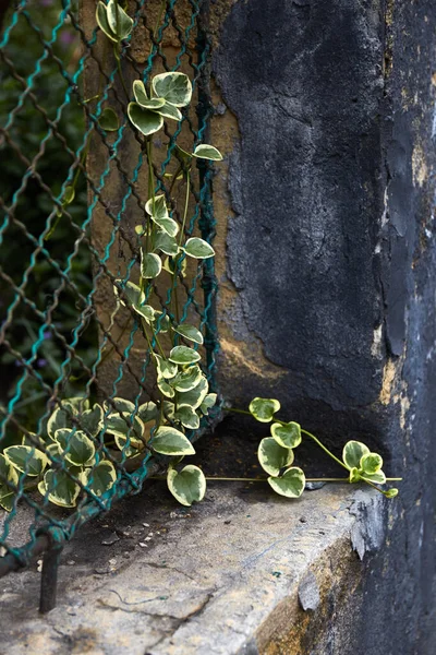 Young Plants Creeping Fencing Outdoors Fencing Landscaping — Stockfoto