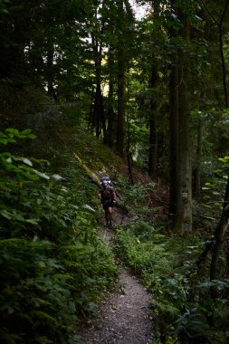 Male tourist with backpack walking by Forest trail in Carpathian Mountains, Ukraine. Walking and hiking trails in Marmaros ridge. Rural area of carpathian mountains in autumn
