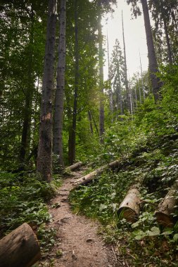 Forest trail with marking of the hiking trail, painted on a tree in Carpathian Mountains, Ukraine. Walking and hiking trails in Borzhava ridge. Rural area of carpathian mountains in autumn