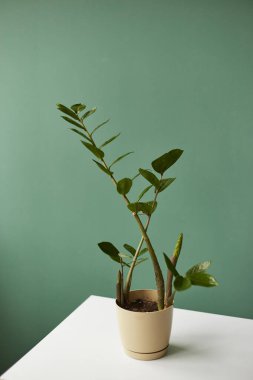 İç mekanda zamioculcas ile arka plan. Ev bitkileriyle iç dekorasyon. Geçmişi. Boşluğu kopyala