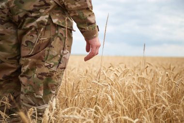 Buğday tarlasında Ukraynalı bir asker. Ukrayna buğday tarlaları ve yaklaşan gıda krizi. Ukrayna Silahlı Kuvvetleri