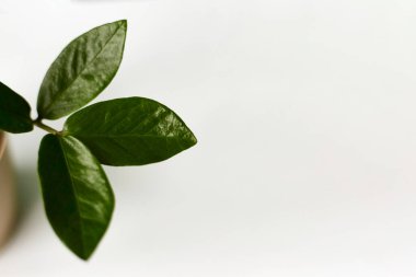 İç mekanda zamioculcas ile arka plan. Ev bitkileriyle iç dekorasyon. Geçmişi. Boşluğu kopyala