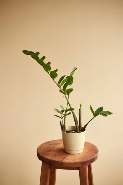 İç mekanda zamioculcas ile arka plan. Ev bitkileriyle iç dekorasyon. Geçmişi. Boşluğu kopyala