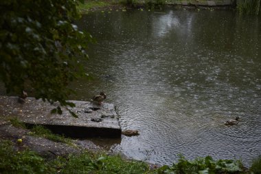 Ördek yağmurda parkta yüzer.
