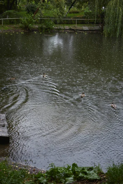 雨の中で公園の池でアヒルの水泳 — ストック写真