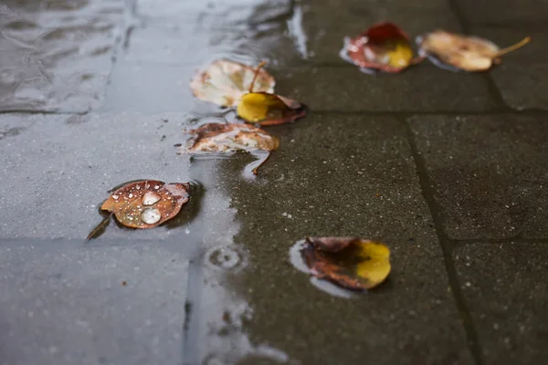 Hojas Coloridas Otoño Charco Lluvia Principios Otoño — Foto de Stock