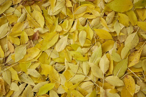 Háttér Őszi Sárga Levelek Őszi Rezgések — Stock Fotó
