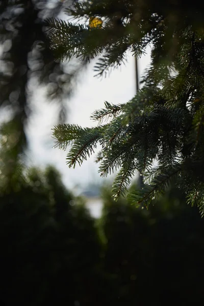 Ast Einer Kiefer Wald Mit Wassertropfen — Stockfoto