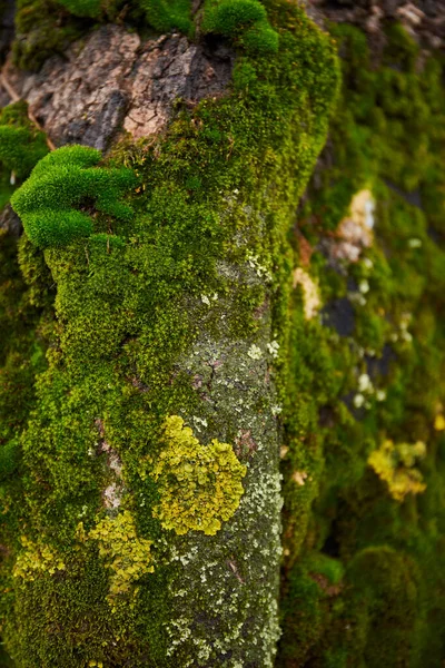 Natürliches Baummoos Grüner Botanischer Hintergrund — Stockfoto