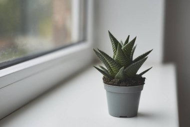 Pencerede duran saksının içindeki sulu bitki. İç kısımları sulu.