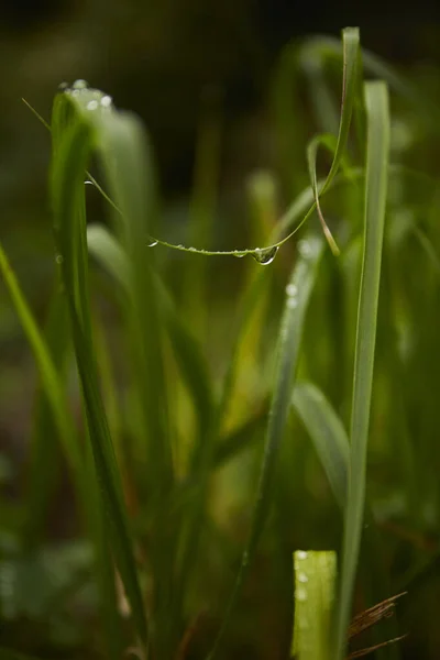 Wassertropfen Auf Dem Rasen Nach Dem Herbstregen — Stockfoto