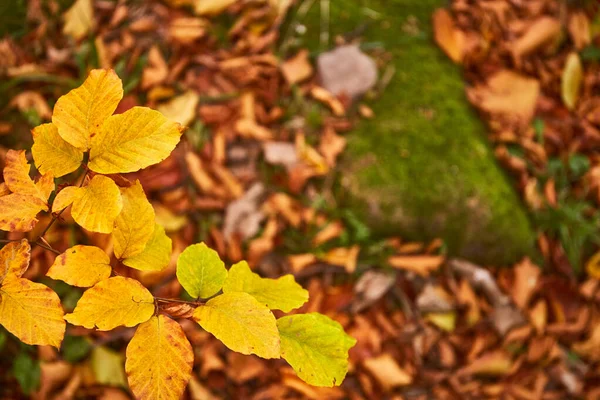 Yellow Leaves Autumn Forest Carpathian Mountains Ukraine Walking Hiking Trails — Photo