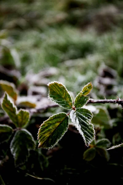 Παγωμένα Πράσινα Φύλλα Παγωμένο Πρωινό Στα Καρπάθια Όρη Ουκρανία Περπάτημα — Φωτογραφία Αρχείου