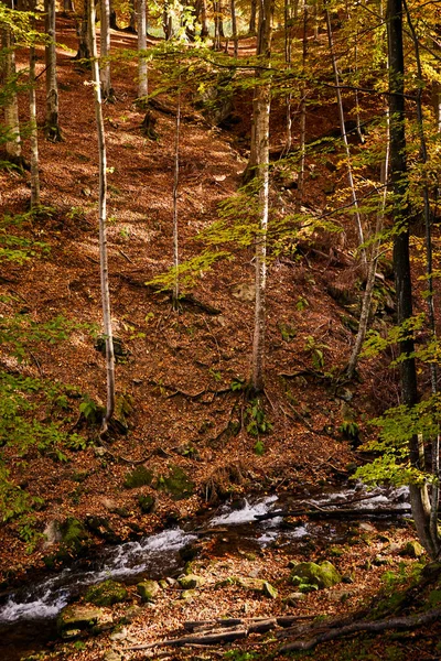 Mountain Stream Autumn Leaves Carpathian Mountains Ukraine Walking Hiking Trails — Stock Photo, Image