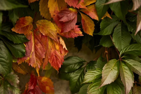 Fond Automne Feuilles Automne Rouge Vert Fond — Photo