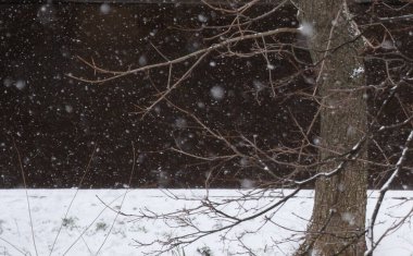 Kış. Kar yağıyor. Ağaç rüzgarda eğildi. Siyah beyaz arkaplan