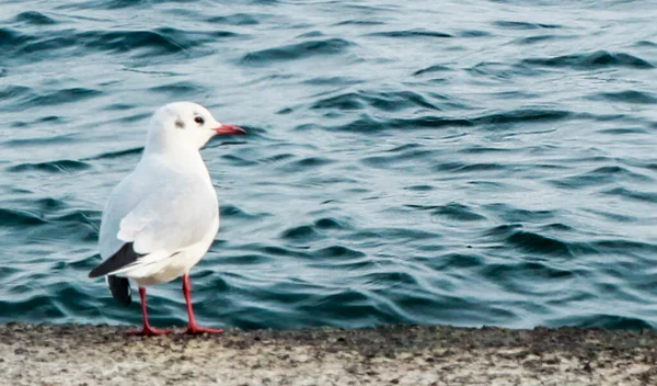 Ocean sea beak. One bird on the beach — Stock Photo, Image