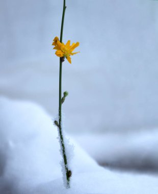 Bahar bekliyor. Karda sarı çiçekli yumuşak yeşil filizler.